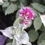 Red Valerian (Centranthus ruber (Red valerian))