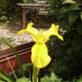 Bearded Iris 06.08 (Iris germanica /pallida)
