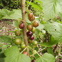 Ribes