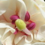 Close up of Fuchsia Trudi Davro