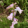 Pink & Blue Penstemon [Beard Tongue] 06.08 (Penstemon)