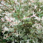 Salix integra