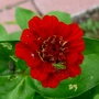 Zinnia elegans (Zinnia)