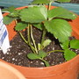 Strawberry plant 05-18-08