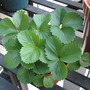 Strawberry plant 06-17-08