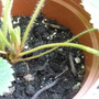 strawberry crown 1