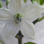 Hot_Banana_Pepper_5_23_08.jpg