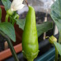 Hot_Banana_06-03-08__4.jpg