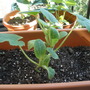 Crookneck Squash 06-16-08