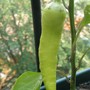 Sweet Banana Pepper 06-14-08