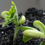Blue Lake Bean sprouts