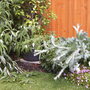 Wind Damage Yesterday (Onopordum acanthium (Scotch thistle))