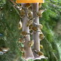 Suet_birds