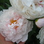 Paeonia