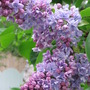 lilac (Syringa vulgaris (Common lilac))