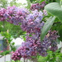 lilac (Syringa vulgaris (Common lilac))