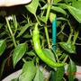 cayenne pepper (Capsicum frutescens)