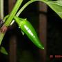jalapino (Piper nigrum (Pepper))