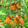 7 Great Spangled Fritillaries (Asclepias tuberosa)