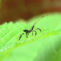Cartoon Nymph