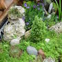 Garden_june_2008_008