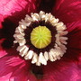 Close up of poppy (Papaver somniferum)