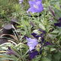 Maple tree garden flowers