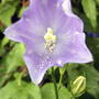 Begging to be pollinated... (Campanula persicifolia (Peach-leaved bellflower))