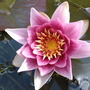 Nymphaea