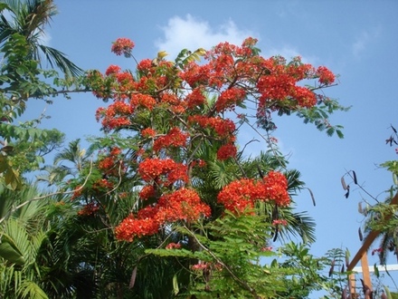 Delonix.jpg (Delonix regia (Acacia Roja))