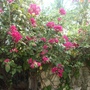 Bougainvillea_wall