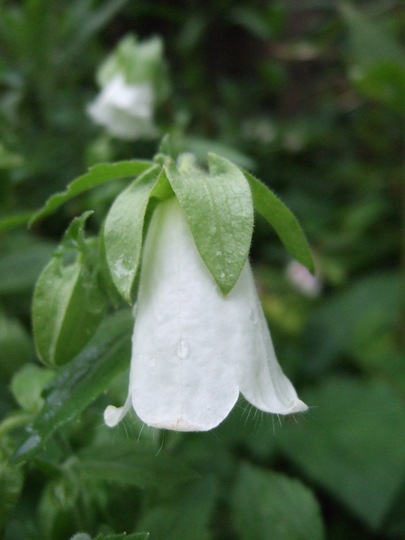 Symphyandra hofmannii (Symphyandra hofmannii)