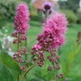 Spiraea_x_billardii__triumphans_