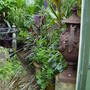 Garden_june_2008_005