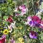 Sweetpea1