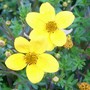 A garden flower photo (bidens)