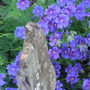 Geranium Johnsons Blue