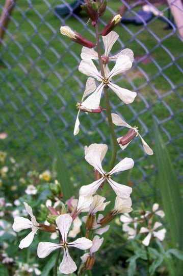 22_6_2.jpg (Eruca versicaria sativa)