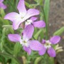 A garden flower photo (Matthiola longipetala (Night-scented stock))