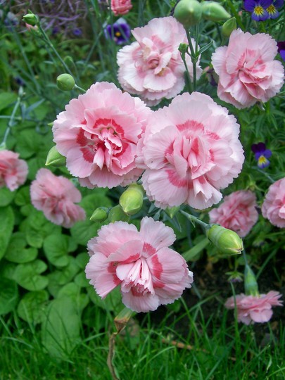 A garden flower photo (Dianthus plumarius (Border Pink))