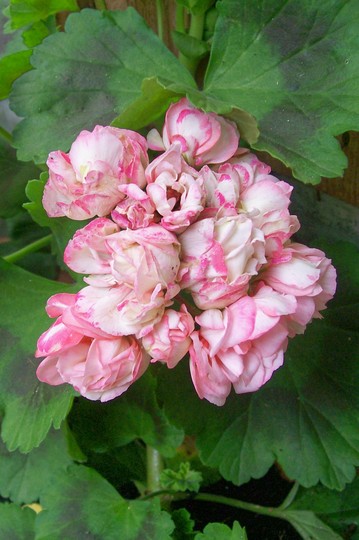 A garden flower photo (Pelargonium)