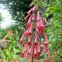 Phygelius aequalis