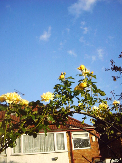 rose_on_arbor.jpg