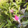 Pink_rose_in_rose_bed