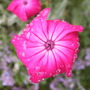 Raindrops10