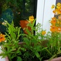 Nemesia strumosa