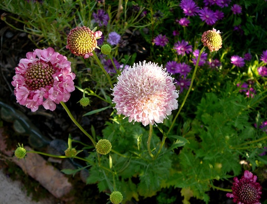 Picture of complete scabious plant. (Centaurea scabiosa (Centauree Scabieuse))