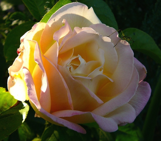 Peace rose (Rosa)