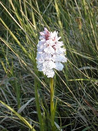 Orchid growing wild in Devon