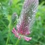 Trifolium
